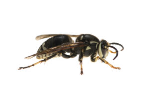 Isolated Bald-faced Hornet