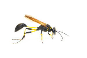 Image of mud dauber wasp(Sphecidae) isolated on white background. Insect. Animal.