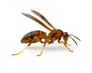 Paper Wasp