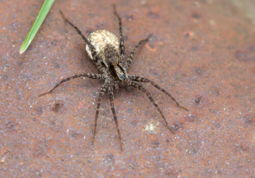 Wold Spider in North Texas