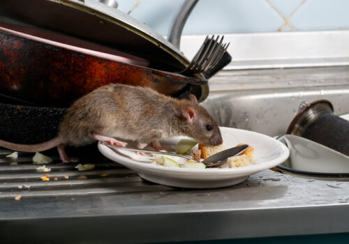 Close-up on mouse sniffing leftovers on a plate