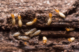 Close up termites in a wooden structure