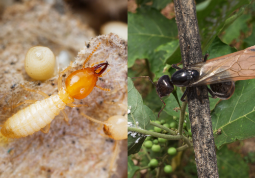 side by side image of a termite and ant swarmer